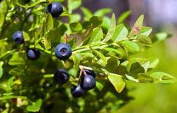 Syrop owocowy Daisy Blueberry - Wzrok, przeciwutleniacz, naczyniowy, trawienny, suplement diety Rodinná farma Sedmikráska