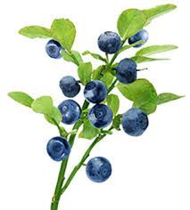 Syrop owocowy Daisy Blueberry - Wzrok, przeciwutleniacz, naczyniowy, trawienny, suplement diety Rodinná farma Sedmikráska