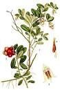 Syrop owocowy Daisy Cranberry 1000 ml, suplement diety, przeciwutleniacz, naturalne środki obronne