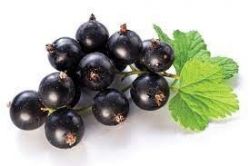Dżem owocowy Daisy - Owoce jednogatunkowe z czarnej porzeczki, bez dodatku jabłek itp., Stosunek owoców do cukru - 2: 1, z dodatkiem witaminy C. 520 ml Rodinná farma Sedmikráska