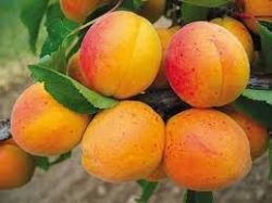 Dżem owocowy Daisy - Jednogatunkowe owoce morelowe bez dodatku jabłek itp., Stosunek owoców: cukru - 2: 1, z dodatkiem witaminy C. 520 ml Rodinná farma Sedmikráska