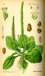 Syrop ziołowy Daisy Babka - prawidłowe funkcjonowanie układu oddechowego, wątroby, trawienia, antyoksydant, odporność Rodinná farma Sedmikráska